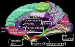 Medial surface of the human cerebral cortex