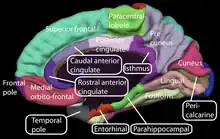 Medial surface of cerebral cortex - gyri