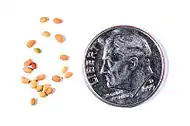 seeds next to US dime for scale