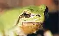 Mediterranean tree frog