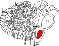 Cross section of the medulla (in red) and surrounding tissues.