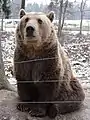 Bear in Zoo Tábor