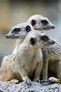 Meerkats