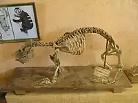 M. grandidieri skeleton