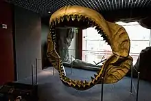 Reconstructed jaws of megalodon (Otodus megalodon, the largest known shark and likely the largest known fish.