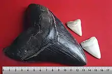A black megalodon tooth and two white great white shark teeth above a centimeter scale, the megalodon tooth extends between the zero and thirteen-and-a-half centimeter marks. One great white tooth extends between the eleven and thirteen centimeter marks, and the other extends between from the thirteen and sixteen centimeter marks.