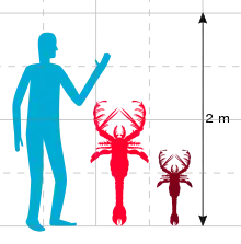 A graph showing the a human at 2 m (6 ft 7 in), with a large lobster-like creature next to it at just under 1.5 m (4 ft 11 in), and a smaller lobster-like creature next to that half its size.