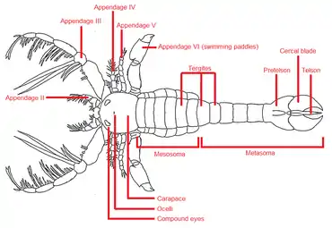 Labeled anatomical diagram of Megalograptus