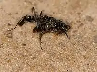 A major carries its queen during a colony fission