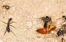 A major kills a Macrotermes bellicosus termite soldier during a raid
