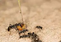 A major carries Macrotermes bellicosus termite soldiers back to the nest, with minors walking next to it