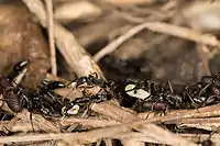 A migration with ants carrying larvae and cocoons