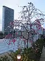 Meguro Sky Garden, Plum Tree, Spring 2014