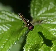 Male hovering