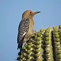 Gila woodpecker on cactus