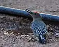 A Gila woodpecker drinking water