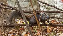 Melanistic eastern gray squirrel