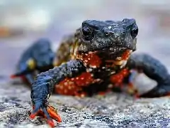 Melanophryniscus frog, symbol species of the park