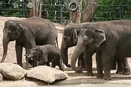 Asian elephant herd