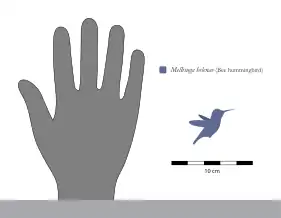 Size of M. helenae compared to a human hand