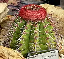 Example of a Melocactus (Turk's cap), which gives the islands half their name and appears in the coat of arms