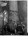 Men beside large spruce trees on Haida Gwaii. 1918-19.