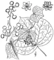 Menispermum canadense from Britton & Brown 1913