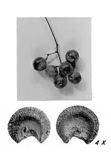 Fruit and seed (seed magnified 4x relative to fruit)