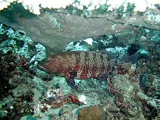 Coral grouper sometimes cooperate with giant morays in hunting.