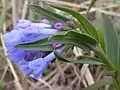 Oblongleaf bluebells (Mertensia oblongifolia)