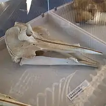 Photograph of a ginko-toothed beaked whale's skull