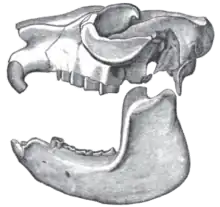 Skull of Mesotherium (Typotheria, Mesotheriidae)
