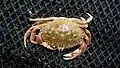 Graceful Crab (Metacarcinus gracilis)