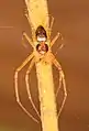 Male metallic crab spider (Philodromus marxi)