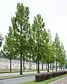 Metaseqoia glyptostroboides used as street trees in Eindhoven, Netherlands