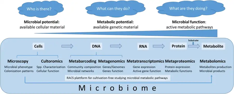 Methods for assessing microbial functioning Complex microbiome studies cover various areas, starting from the level of complete microbial cells (microscopy, culturomics), followed by the DNA (single cell genomics, metabarcoding, metagenomics), RNA (metatranscriptomics), protein (metaproteomics), and metabolites (metabolomics). In that order, the focus of the studies shifts from the microbial potential (learning about available microbiota in the given habitat) over the metabolic potential (deciphering available genetic material) towards microbial functioning (e.g., the discovery of the active metabolic pathways).