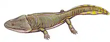 Metoposaurus, a metoposaurid