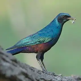 Adult bird showing coppery iridescence on flank plumage