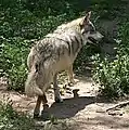 Mexican wolf