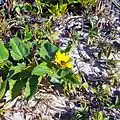 Dune Sunflower Closeup