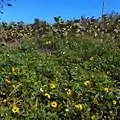 Sea Grapes and Dune Sunflowers