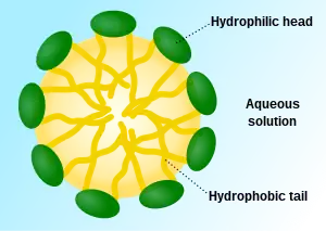 A micelle – the lipophilic ends of the surfactant molecules dissolve in the oil, while the hydrophilic charged ends remain outside in the water phase, shielding the rest of the hydrophobic micelle.  In this way, the small oil droplet becomes water-soluble.