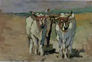 White Oxen