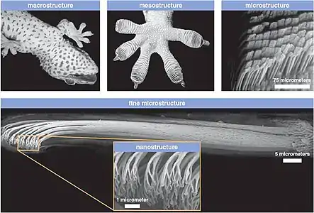 Micro and nano view of gecko's toe