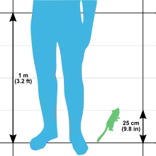 Outline illustration showing a human leg and waist up to 1 m (3.2 ft) next to a gray mouse lemur measuring 25 cm (9.8 in)