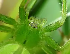 Eyes and cephalothorax of M. ligurina