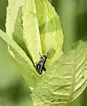 M. salamandra nymph