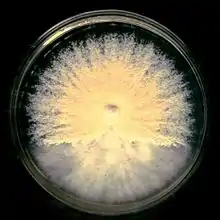 Powdery fungal colony.