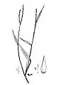 Illustration from Wetland flora: Field office illustrated guide to plant species