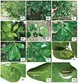 Life history of Micrurapteryx caraganella sp. n. in Siberia, Russia. 65 the species’ habitat 66–67 heavily defoliated bushes of Caragana arborescens 68–69 blotch mines on the upperside of the leaf, at transmitted light, with visible larva in one of the mines 70–71 mines on Caragana frutex, with long initial tunnels on the low side of the leaf (71) 72 mine on the leaf of Medicago sativa 73 larvae ejecting fecal pellets out of the leaf mine by protruding rear part of the body through a slit on low side of the leaf on Caragana boisii 74 larva vacating the mine on the low side of the leaf 75 larva spinning the cocoon on upper side of the leaf along the midrib 76 pupa in the transparent cocoon on lower side, perpendicular to the midrib. Collection sites: 65, 68, 69 Novosibirsk, Central Siberian botanical garden SB RAS, C. arborescens, 08.VIII.2012 73, 74 same place, C. boisii, 14.VI.2012 66, 67 Omsk, Victory Park, C. arborescens, 23.VII.2015 70, 71 same place and date, C. frutex; 72 same place and date, M. sativa 75, 76 Krasnoyarsk, Akademgorodok, the left bank of the river Yenisei, C. arborescens, 15.VII.2013.
